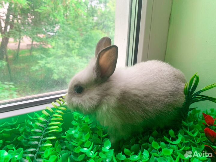 Карликовый кролик - супер мини