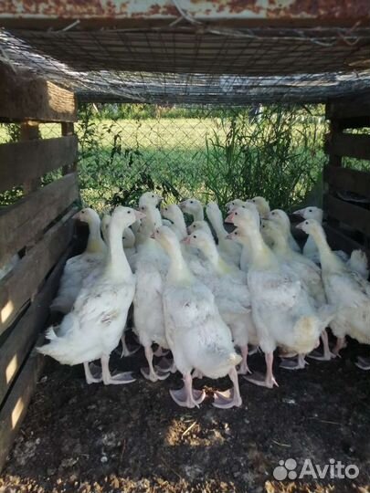 Гуси, Муларды, Утки