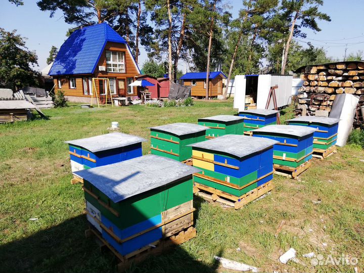 Матки от Карники, Бакфаста F1, пчелопакеты, Кетово