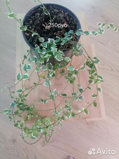 Комнатные цветы