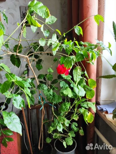 Комнатные растения