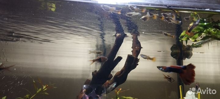 Рыбки гуппи (мальки)