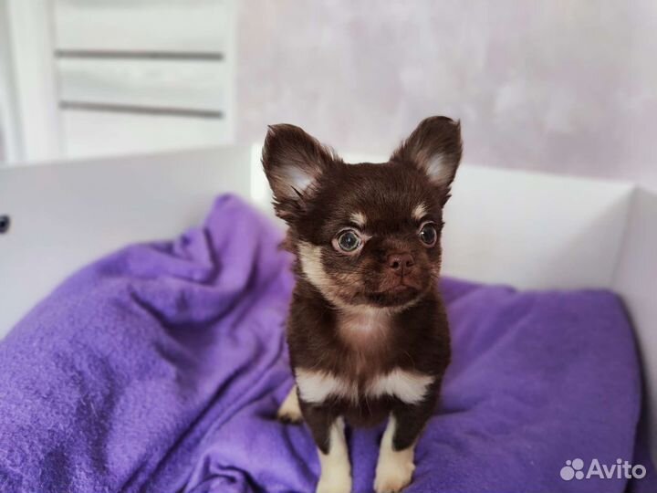 Продается чихуахуа