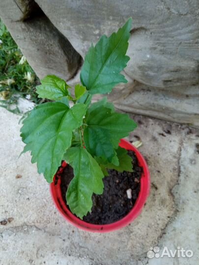 Гибискус Сирийский древовидный