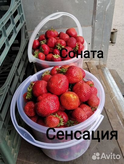 Рассада клубники Азия Клери Сандра Сирия Флоренс