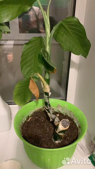 Дефинбахия