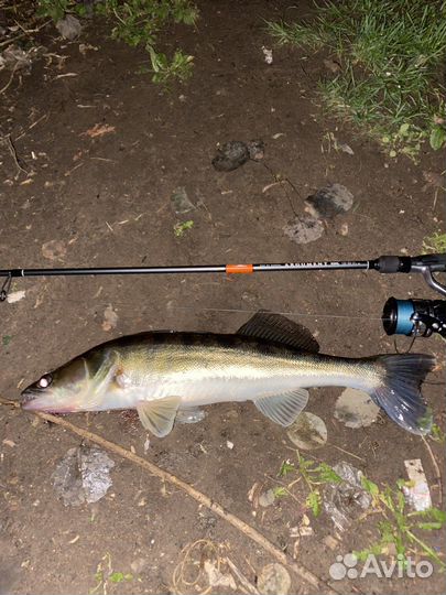 Судак/Лещ свежепойманный