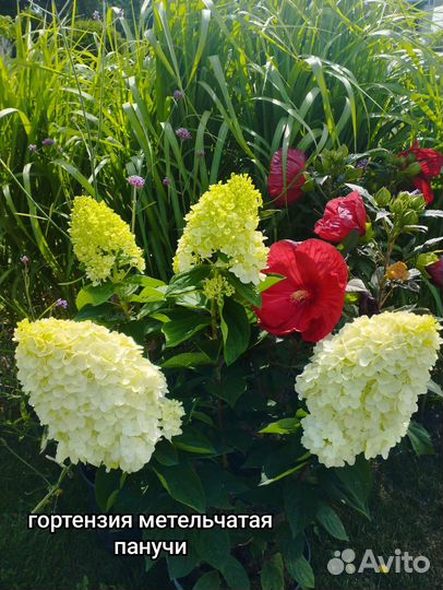 Гортензия метельчатая