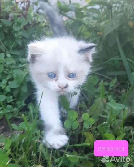 Сибирские котята
