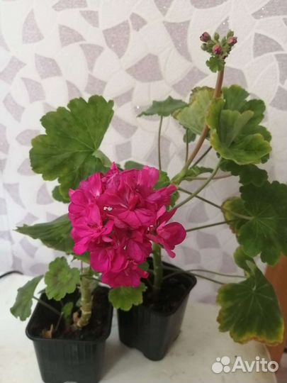 Комнатные цветы