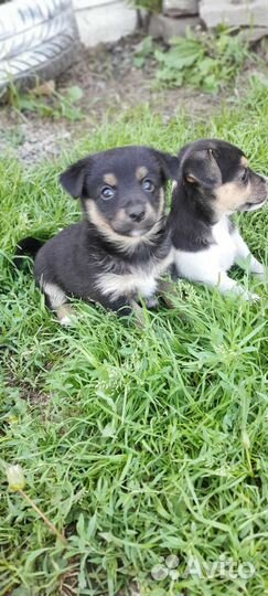 Щенки фокстерьер