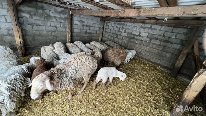 Овцы с ягнятами