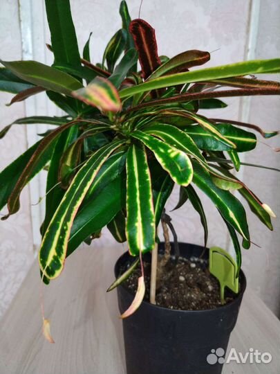 Комнатные растения