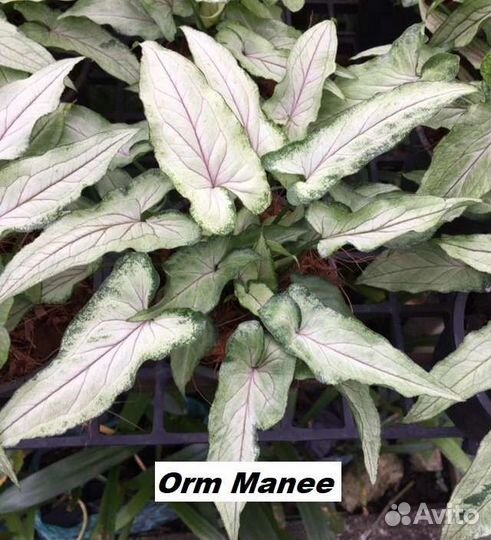 Сингониум Орм мани, комнатные растения