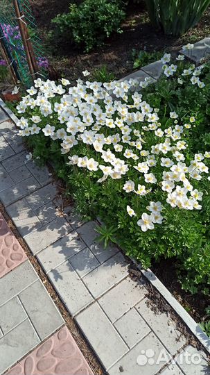 Ветренница (анемона лесная)