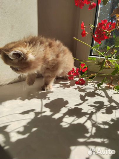 Персидская