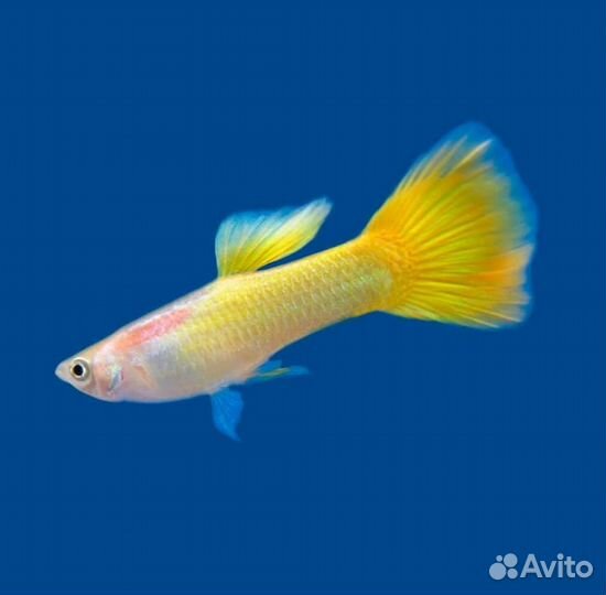 Гуппи, пецилии