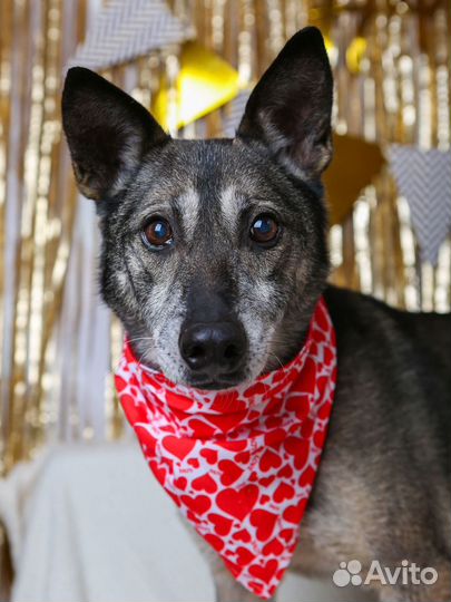 Кристофер-песель компактный и контактный ищет дом