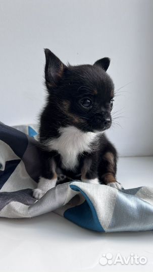 Чихуахуа мальчик