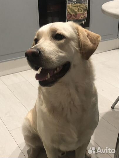 Кобель лабрадора вязка