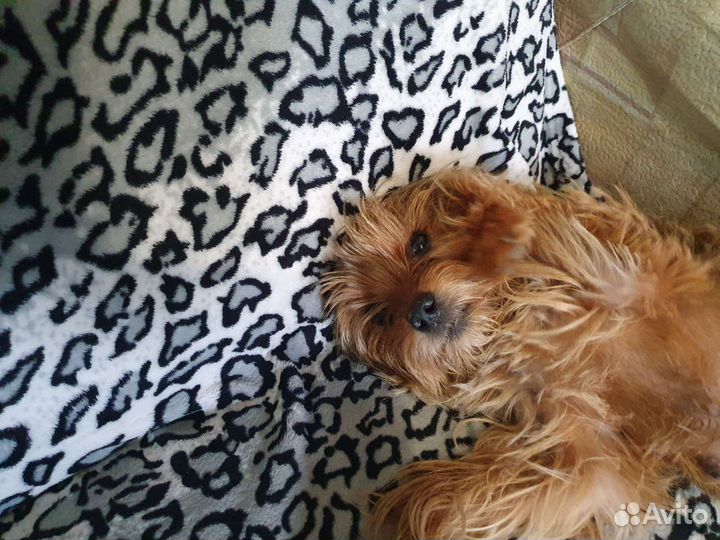 Маленькая собака в добрые руки