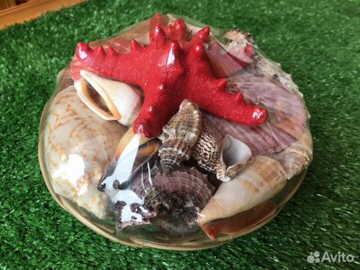 Ракушки набор большой. Морские. Новые Рукоделие