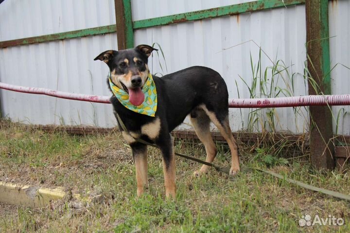 Очень красивый пес