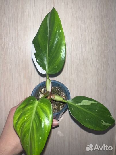 Алоказия Блэк Вельвет вар, белая принцесса