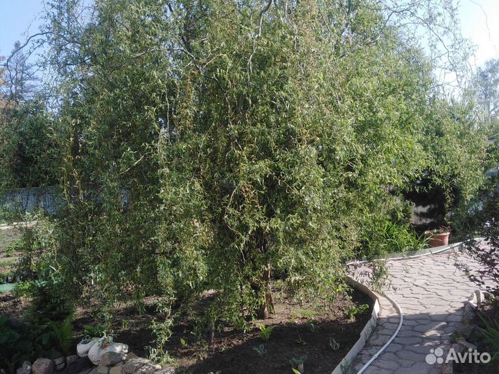 Растения для сада