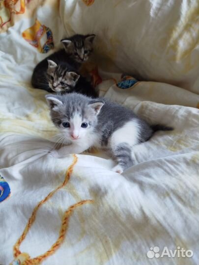 Шотландская