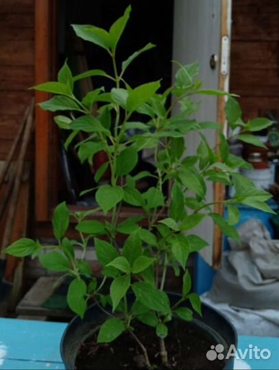 Гортензия саженцы