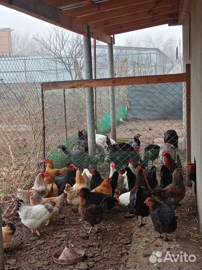 Куры домашние