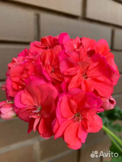 Пеларгония герань