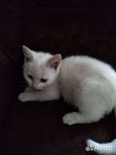 Кошка в дар бесплатно