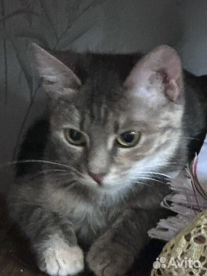 Котенок Шанель