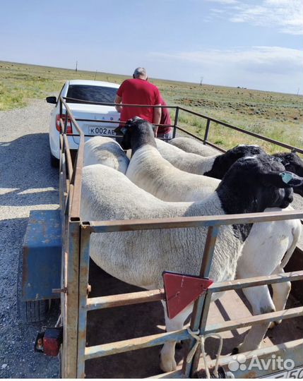 Бараны дорпер