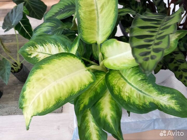 Диффенбахия Камилла