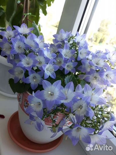 Кампанула (невеста, любовник)