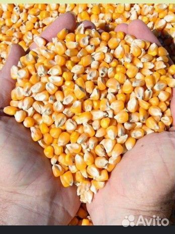 Кукуруза