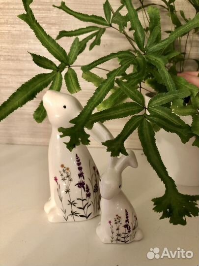 Птерис (3 вида)