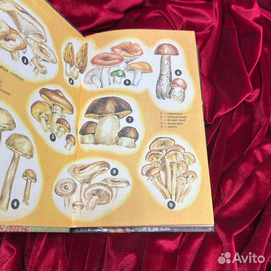 «Грибная кухня», 1991