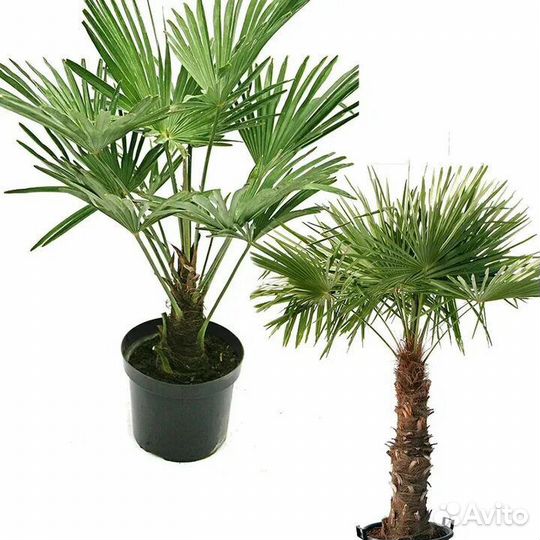 Пальма трахикарпус цветы растения