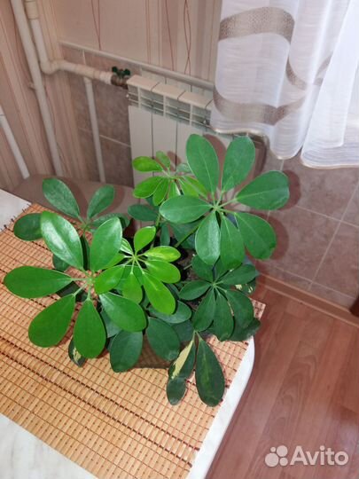 Замиокулькас супер нова