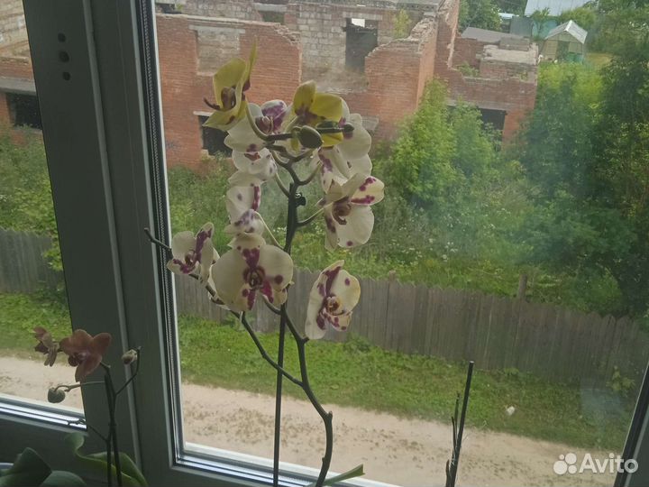 Орхидея фаленопсис