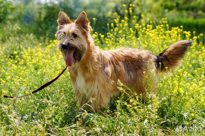Милейший бородатик щенок из приюта в добрые руки