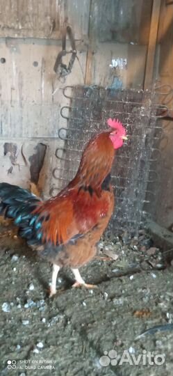 Молодые петухи