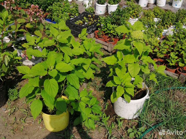 Цветущие кустарники, гортензии