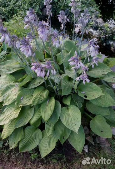 Флоксы, хоста, гипсофила, астильба