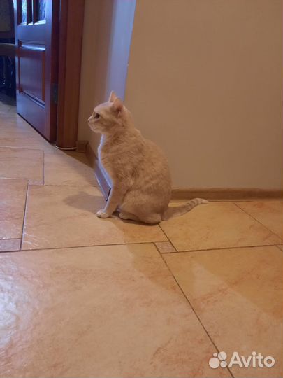 Рыжий кот