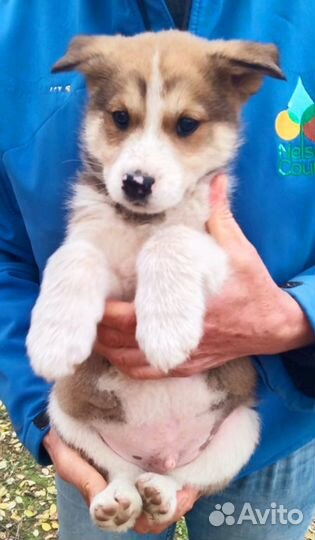 Щенок мальчик